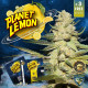 Семена конопли Planet Lemon 710 Special Pack fem. T.H. Seeds