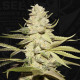 Семена конопли Planet Lemon fem. T.H. Seeds