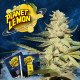 Семена конопли Planet Lemon fem. T.H. Seeds