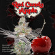 Семена конопли Red Candy Apple fem. T.H. Seeds