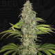 Семена конопли S.A.G.E. CBD fem. T.H. Seeds