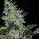 Семена конопли S.A.G.E.n Sour fem. T.H. Seeds