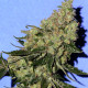 Семена конопли S.A.G.E.n Sour fem. T.H. Seeds