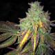 Семена конопли Shiloh Z - Skittlez S1 X Pure Afghani fem. T.H. Seeds