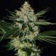 Семена конопли Underdawg fem. T.H. Seeds