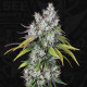 Семена конопли Underdawg fem. T.H. Seeds