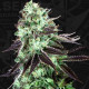 Семена конопли Darkstar reg. T.H. Seeds.
