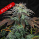 Семена конопли Heavy Duty Fruity reg. T.H. Seeds.