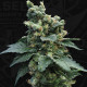 Семена конопли S.A.G.E.n Sour reg. T.H. Seeds.