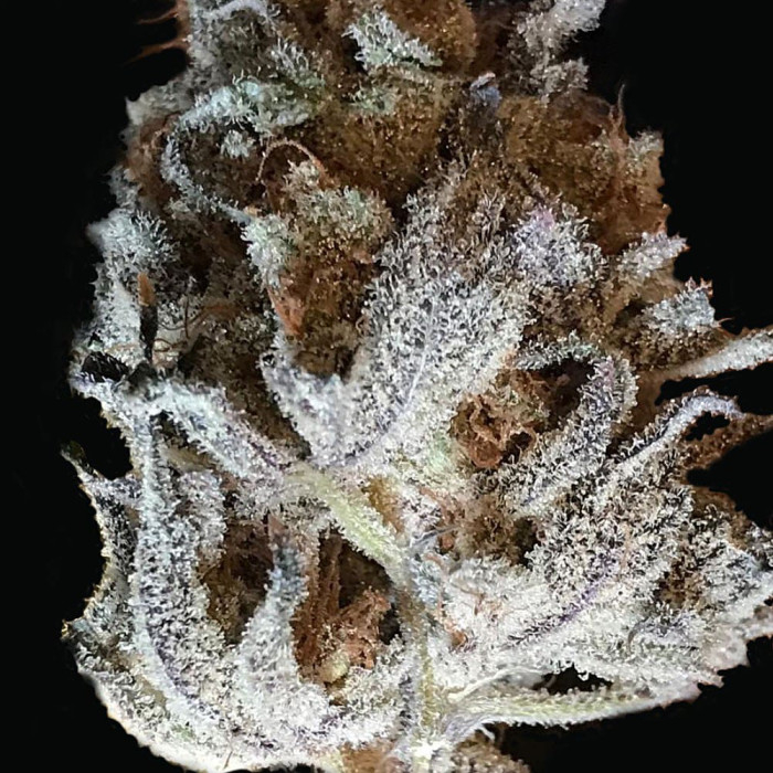 Насіння коноплі Zorro reg. T.H. Seeds.