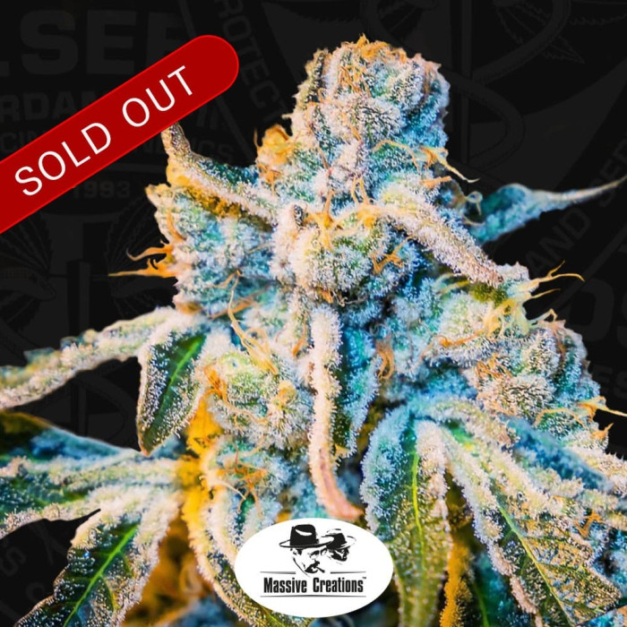 Насіння коноплі Zorro reg. T.H. Seeds.