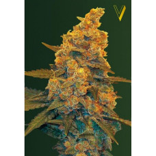 Blow Dream auto feminised (Victory Seeds)