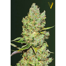 Critical auto feminised (Victory Seeds)
