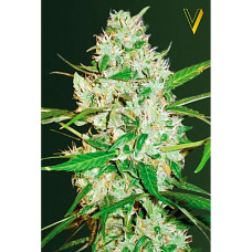 Red Russian XXL auto feminised (Victory Seeds)