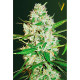 Семена конопли Red Russian XXL autofem. Victory Seeds