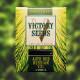 Семена конопли Red Russian XXL autofem. Victory Seeds