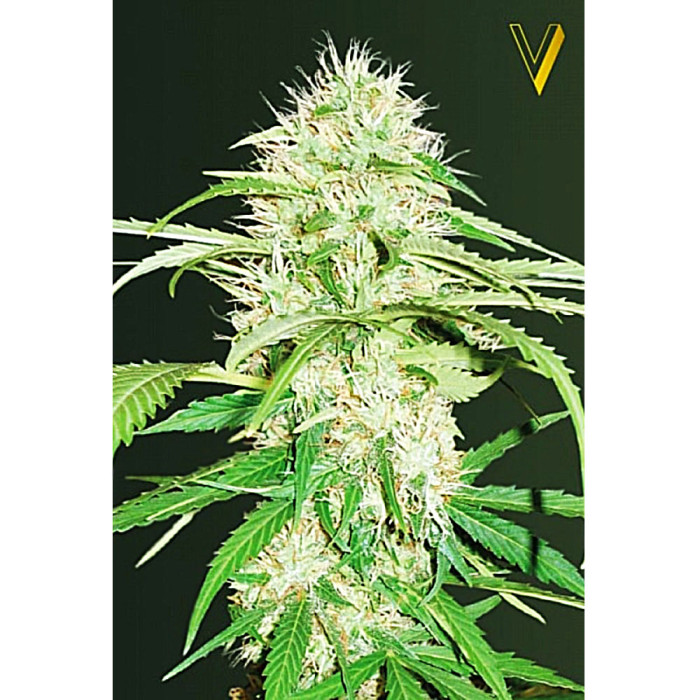 Насіння коноплі Super Mazar autofem. Victory Seeds