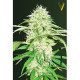 Насіння коноплі Super Mazar autofem. Victory Seeds