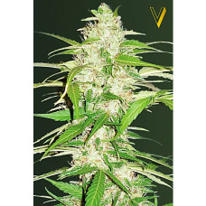 Ultra Power Plant auto feminised (Victory Seeds)