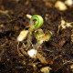 Семена конопли Bubblegum+ Pro fem. Victory Seeds