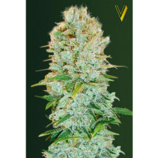 Critical feminised (Victory Seeds)
