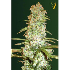Red Russian XXL feminised (Victory Seeds)