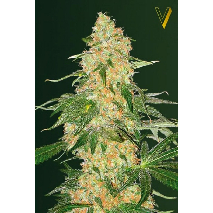 Насіння коноплі Super Extra Skunk fem. Victory Seeds