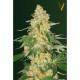 Насіння коноплі Super Extra Skunk fem. Victory Seeds