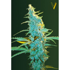Ultra Power Plant feminised (Victory Seeds)