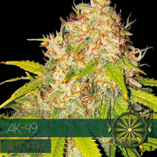 AK-49 auto feminised (Vision Seeds)