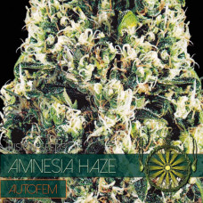 Amnesia Haze auto feminised (Vision Seeds)