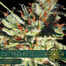 Delhi Cheese auto feminised (Vision Seeds)