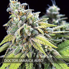 Doctor Jamaica auto feminised (Vision Seeds)