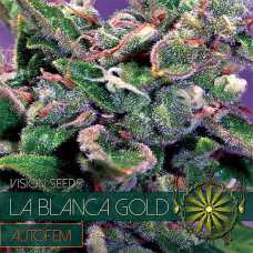 La Blanca Gold auto feminised (Vision Seeds)