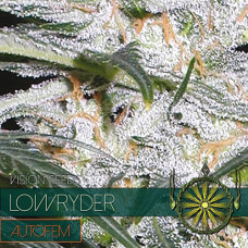 Lowryder auto feminised (Vision Seeds)