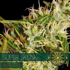 Super Skunk auto feminised (Vision Seeds)