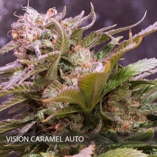 Vision Caramello auto feminised (Vision Seeds)