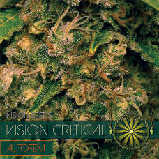 Vision Critical auto feminised (Vision Seeds)