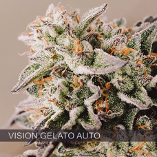 Vision Gelato auto feminised (Vision Seeds)