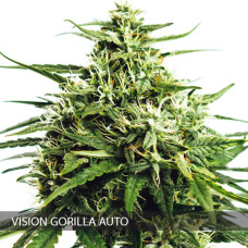 Vision Gorilla auto feminised (Vision Seeds)