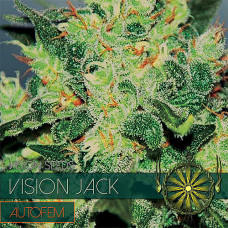 Vision Jack auto feminised (Vision Seeds)