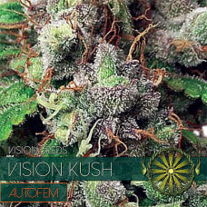 Vision Kush auto feminised (Vision Seeds)