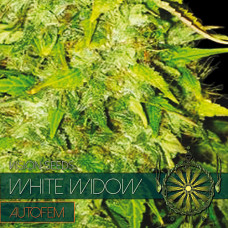 White Widow auto feminised (Vision Seeds)