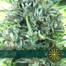 AK-49 feminised (Vision Seeds)