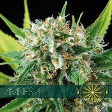 Amnesia feminised (Vision Seeds)