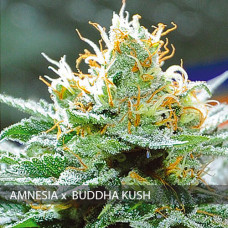 Amnesia x Buddha Kush feminised (Vision Seeds)