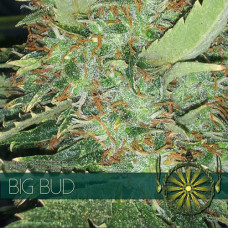 Big Bud feminised (Vision Seeds)