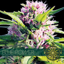 Blue Power feminised (Vision Seeds)