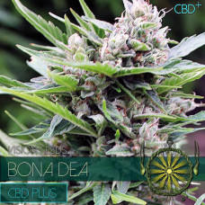 Bona Dea – CBD+ feminised (Vision Seeds)