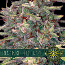 Brainkiller Haze feminised (Vision Seeds)